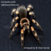 TARANTULA